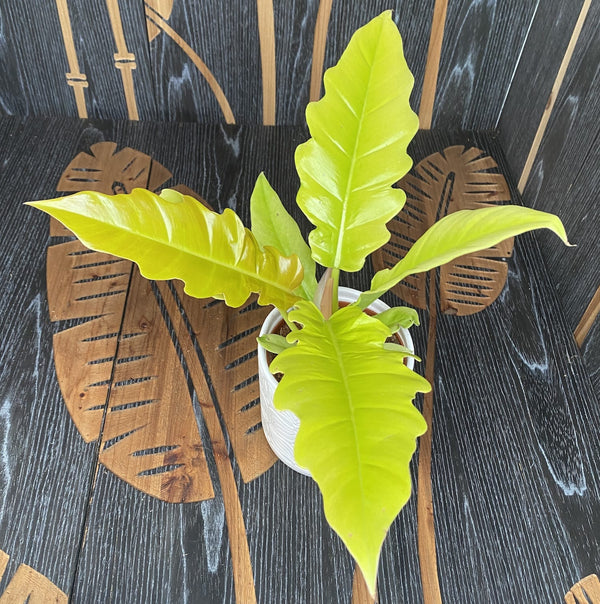 Philodendron Golden Saw