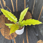 Philodendron Golden Saw