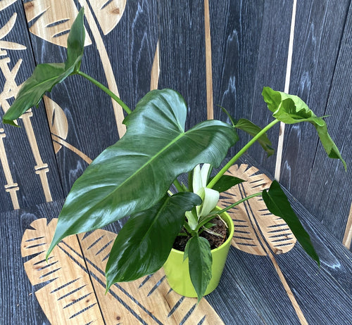 Philodendron Green Dragon (Nadja) – Secret Garden Plant Shop