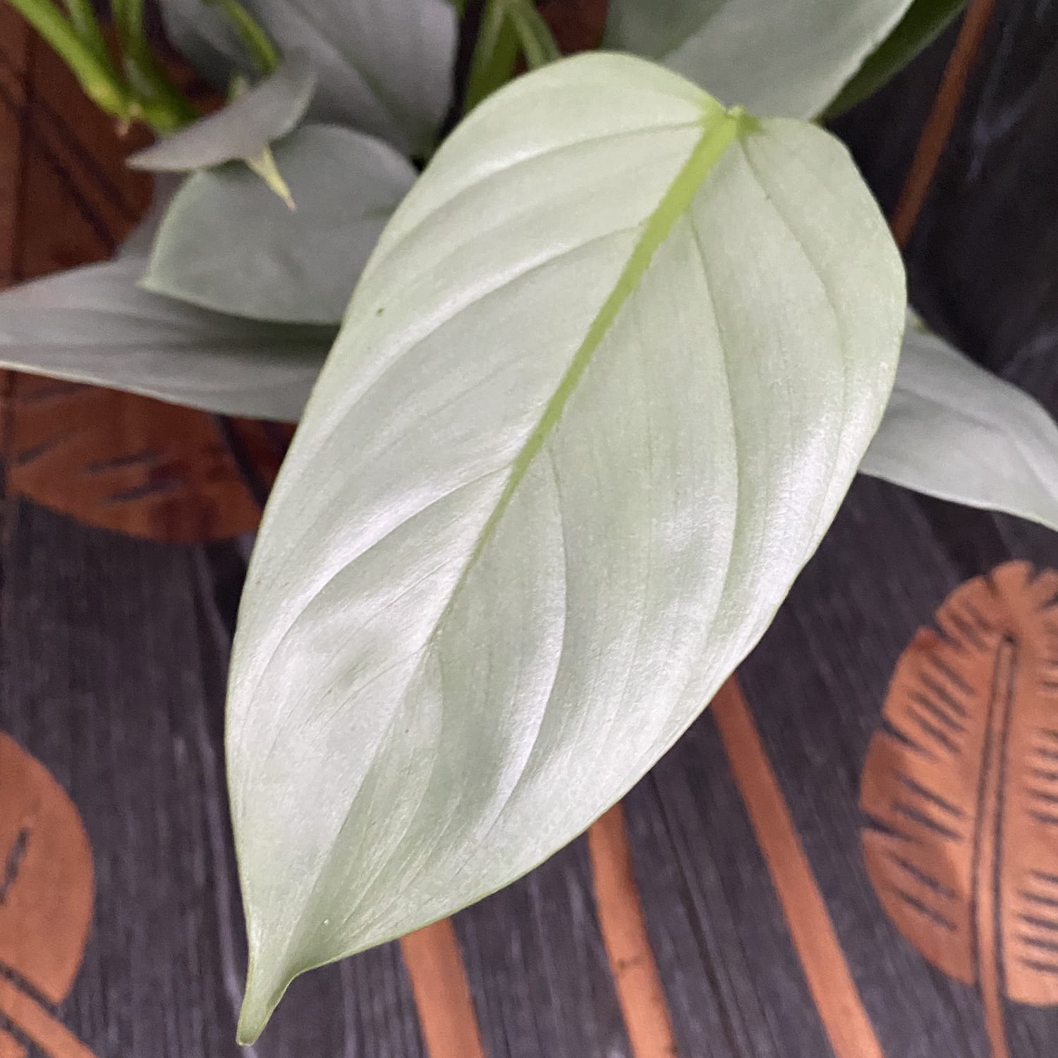 Philodendron Hastatum (silver leaves) - 4-5 plante/ghiveci
