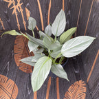 Philodendron Hastatum (silver leaves) - 4-5 plants/pot