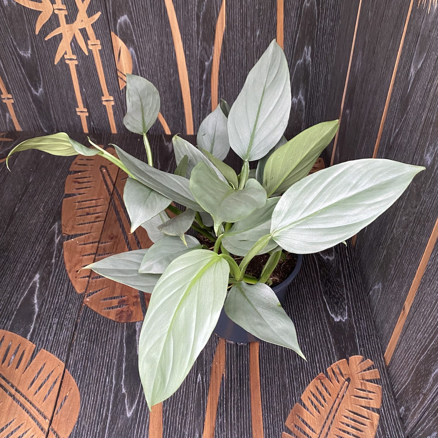 Philodendron Hastatum (silver leaves) - 4-5 plante/ghiveci