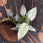 Philodendron Hastatum (silver leaves) - 4-5 plants/pot