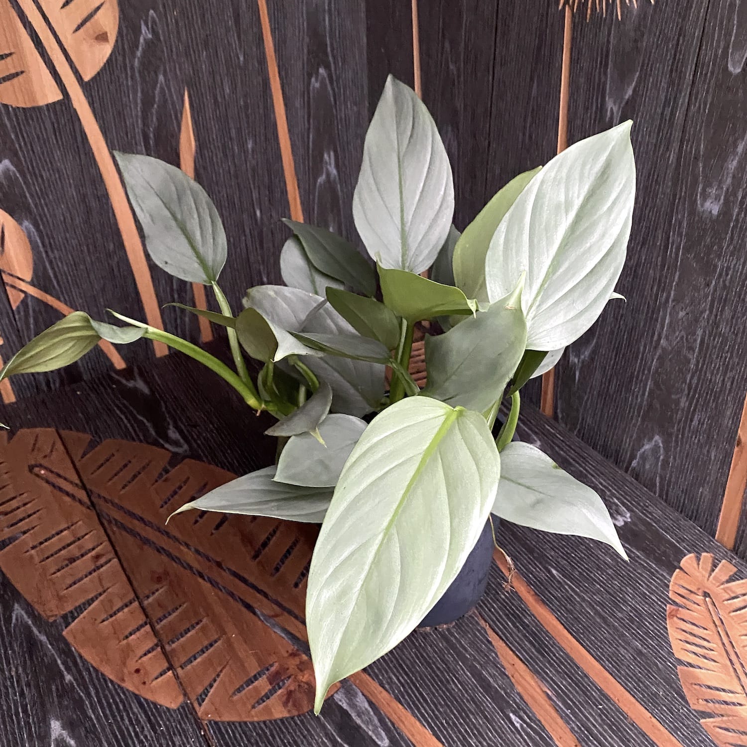 Philodendron Hastatum (silver leaves) - 4-5 plante/ghiveci