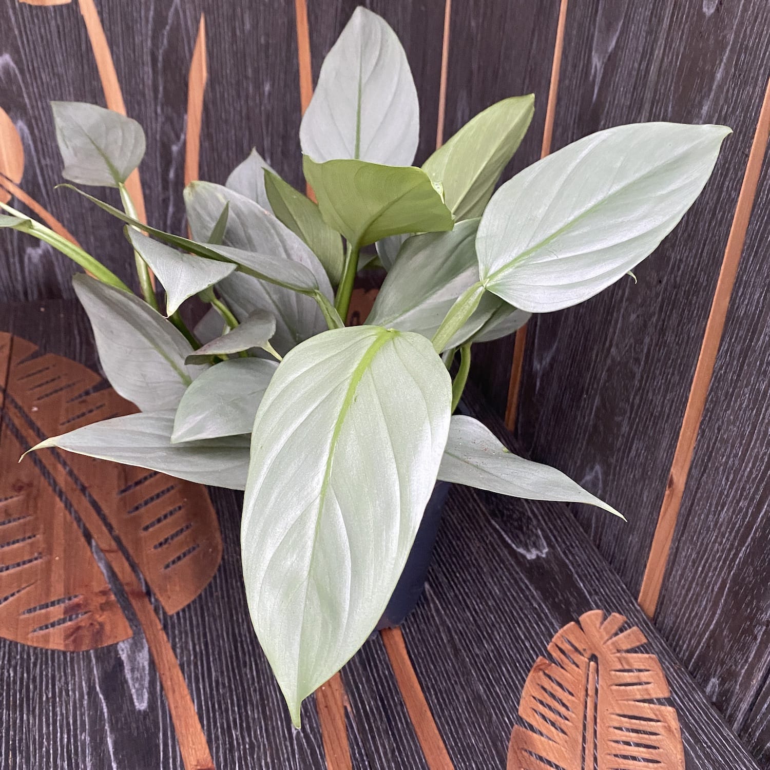 Philodendron Hastatum (silberne Blätter)
