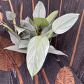 Philodendron Hastatum (silver leaves) - 4-5 plants/pot