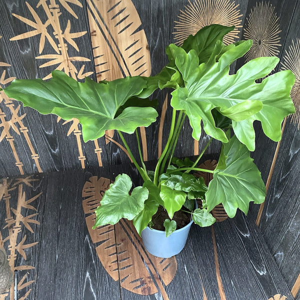Philodendron Little Hope XL