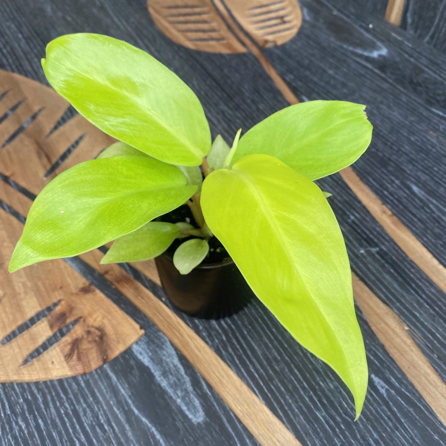 Philodendron Malay Gold (babyplant)