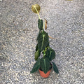 Philodendron Melanochrysum (3plante/pot) H80 cm