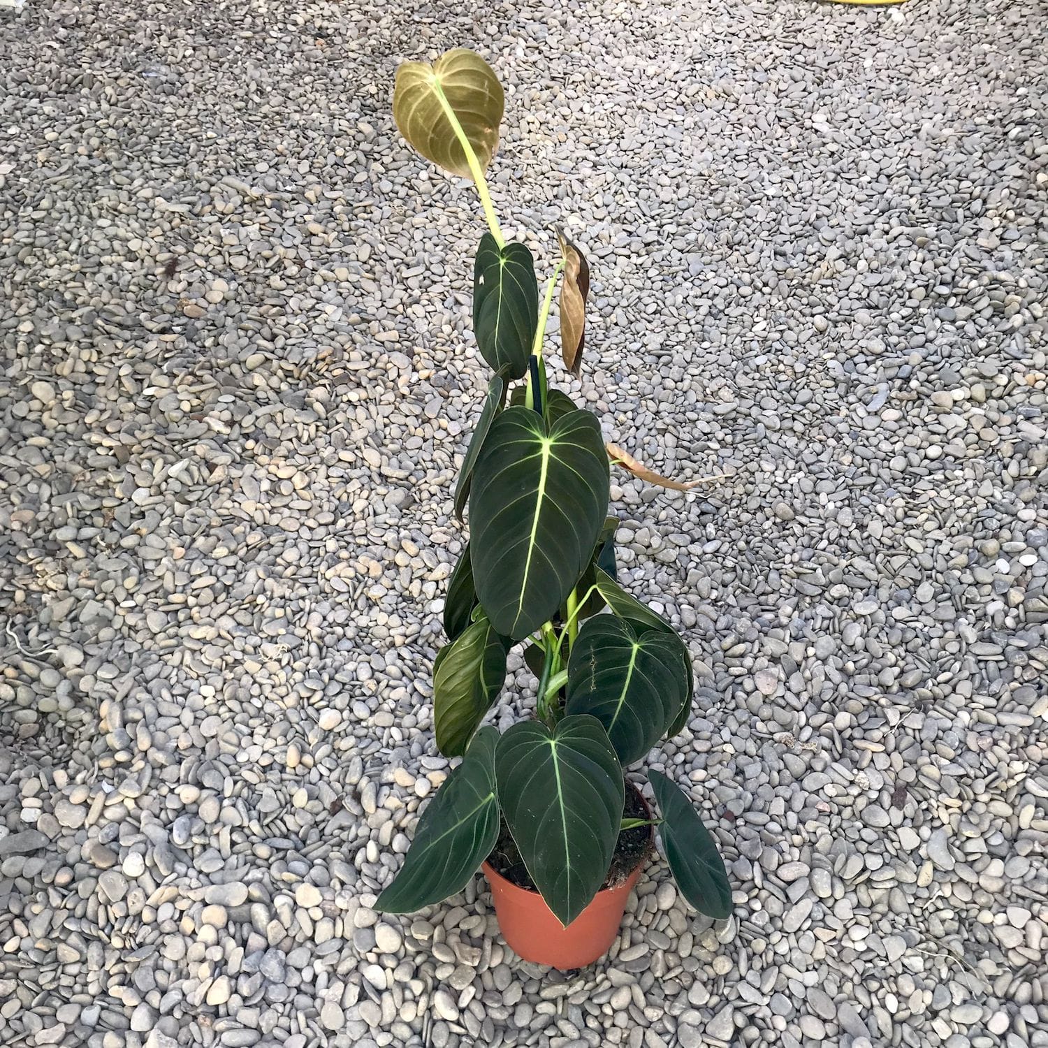 Philodendron Melanochrysum (3plante/pot) H80 cm