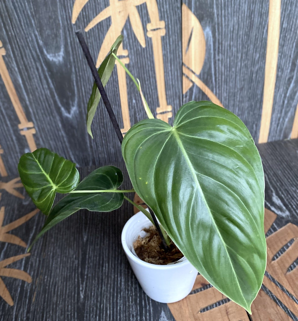 Philodendron melanochrysum (Philodendron Or Noir) - Taïwan