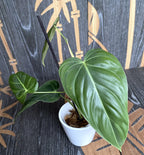 Philodendron melanochrysum (Schwarzer Gold-Philodendron) - Taiwan