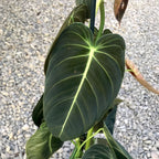 Philodendron Melanochrysum (3plante/pot) H80 cm