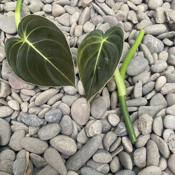 Cuttings Philodendron Melanochrysum (Black Gold Philodendron) (unrooted)
