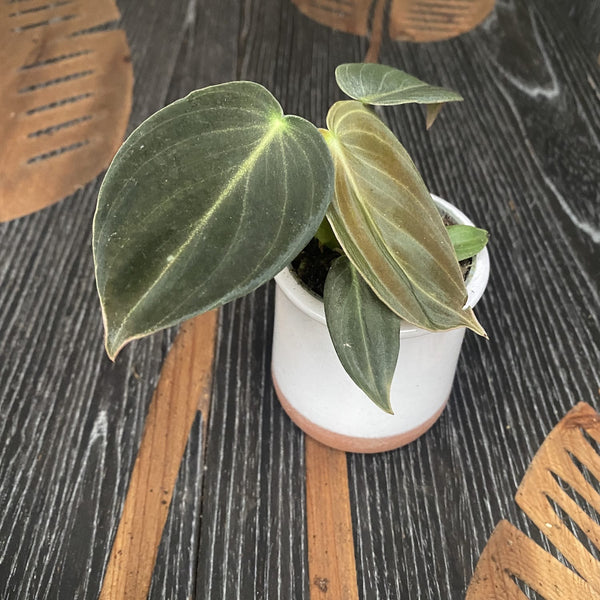Philodendron Melanochrysum (Black Gold Philodendron) *babyplant