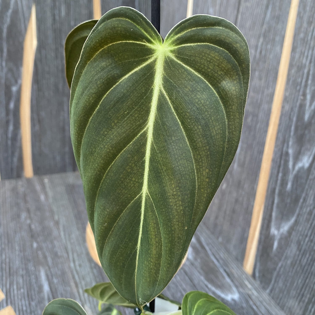 Philodendron melanochrysum (Philodendron Or Noir) - Taïwan