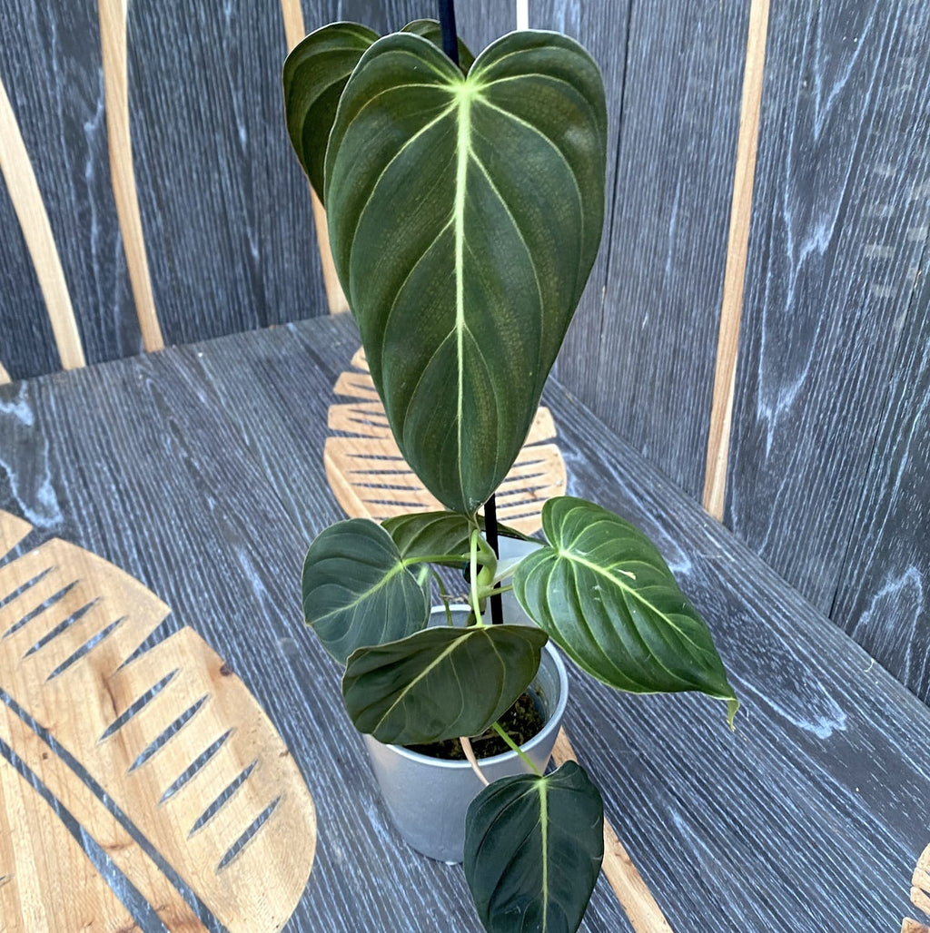 Philodendron melanochrysum (Philodendron Or Noir) - Taïwan