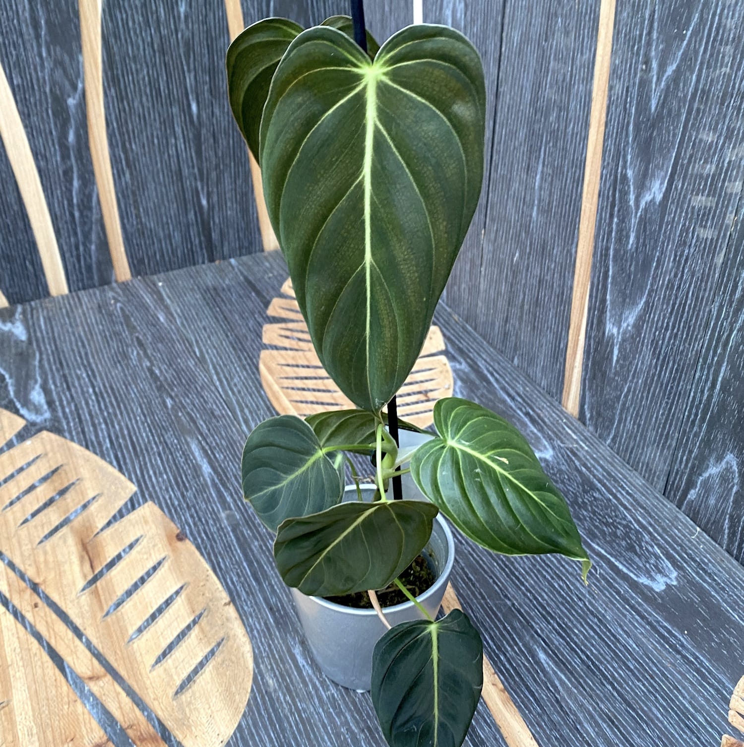 Philodendron melanochrysum (Black Gold Philodendron) - Taiwan