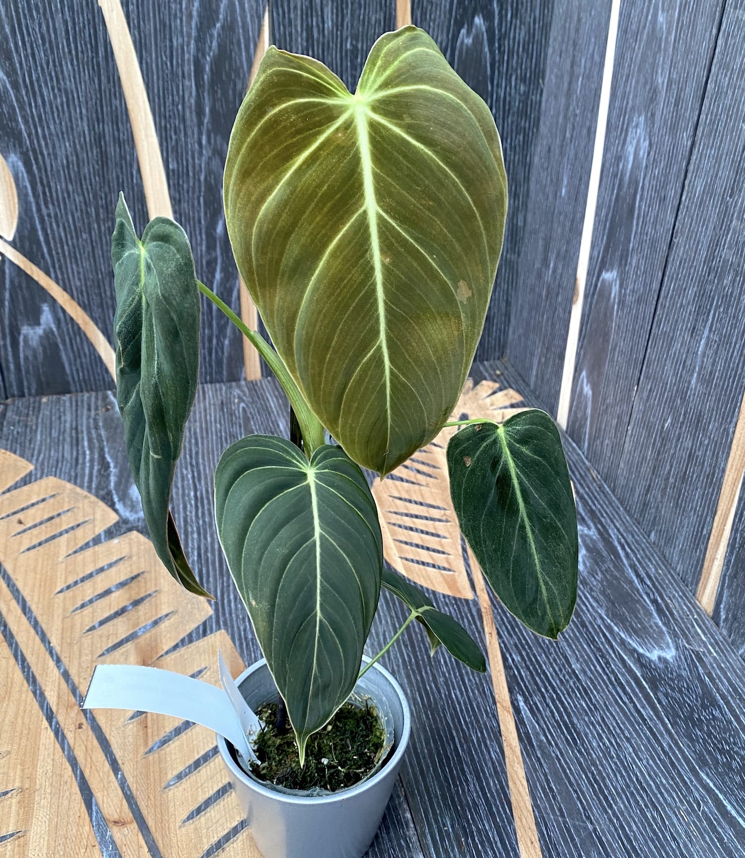 Philodendron melanochrysum (Black Gold Philodendron) - Taiwan
