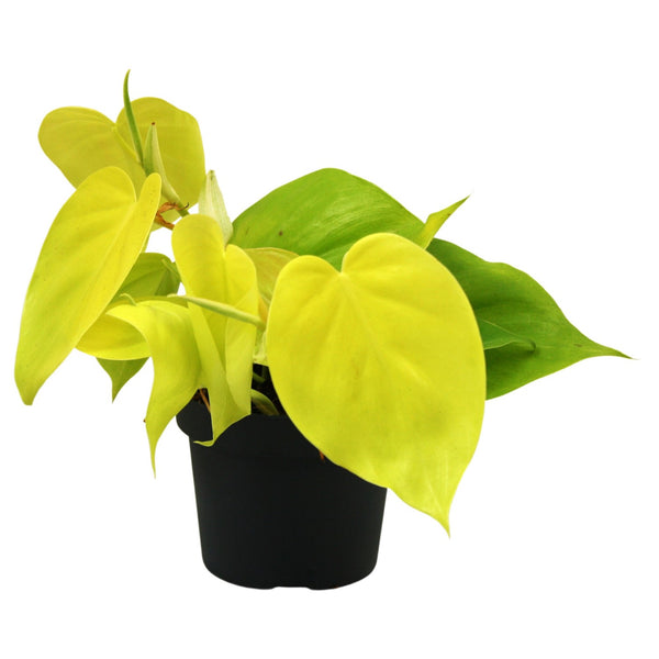 Philodendron scandens 'Micans Lime' (Philodendron Hederaceum Lemon Lime) 3-4 Pflanzen/Topf