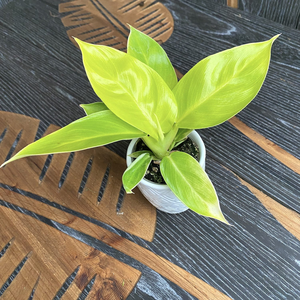 Philodendron Moonlight (Moonshine) *vauvakasvi