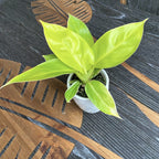 Philodendron Moonlight (Moonshine) *mlada biljka