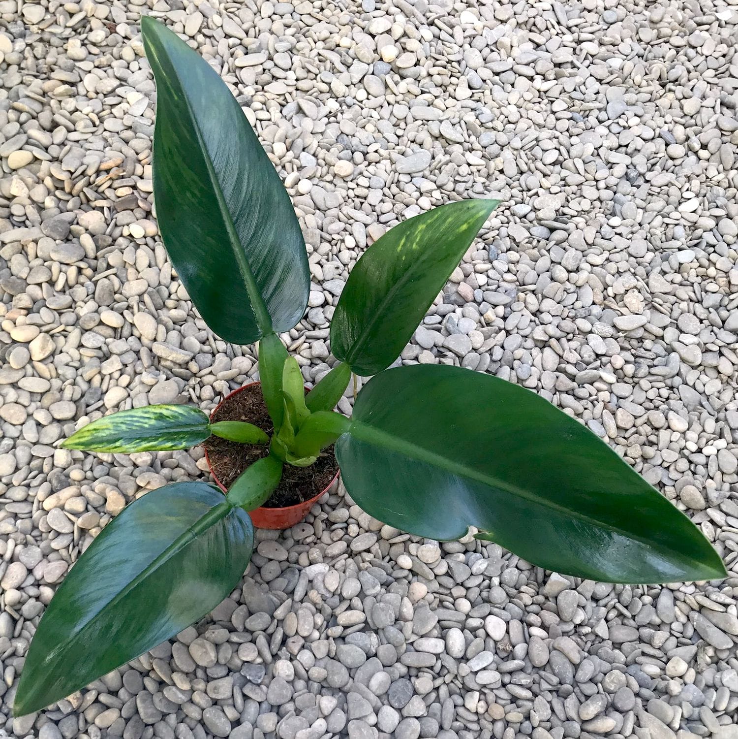 Philodendron martianum (Philodendron Pacova)