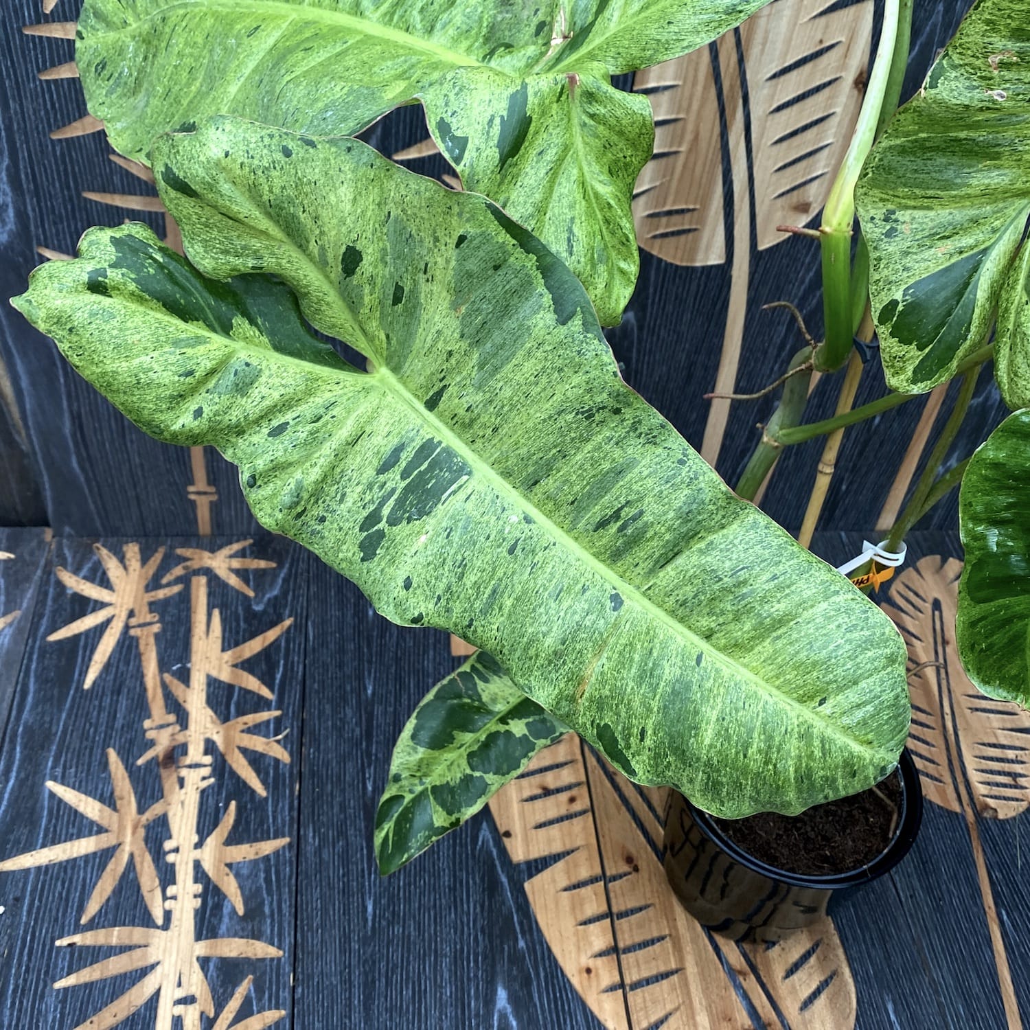 Cuttings Philodendron Paraiso Verde (neinradacinat)