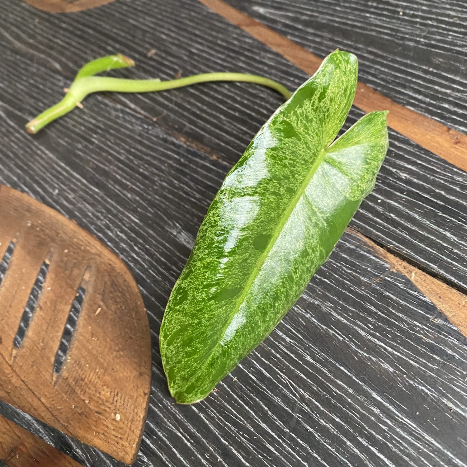 Cuttings Philodendron Paraiso Verde (neinradacinat)