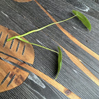 Μοσχεύματα Φιλόδενδρον Παράισο Βέρντε (μη ριζωμένα)