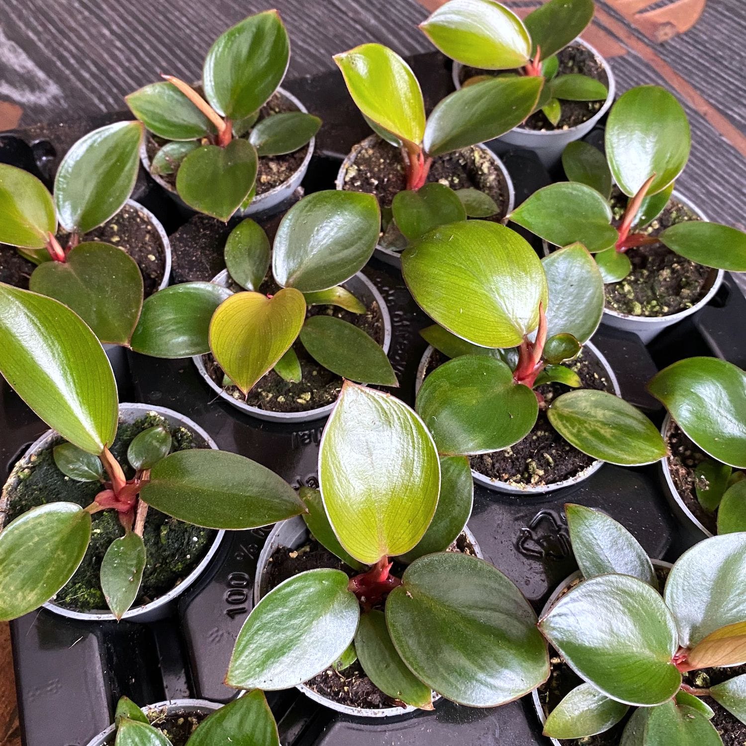 Philodendron Red Congo (Rojo Congo) *babyplant