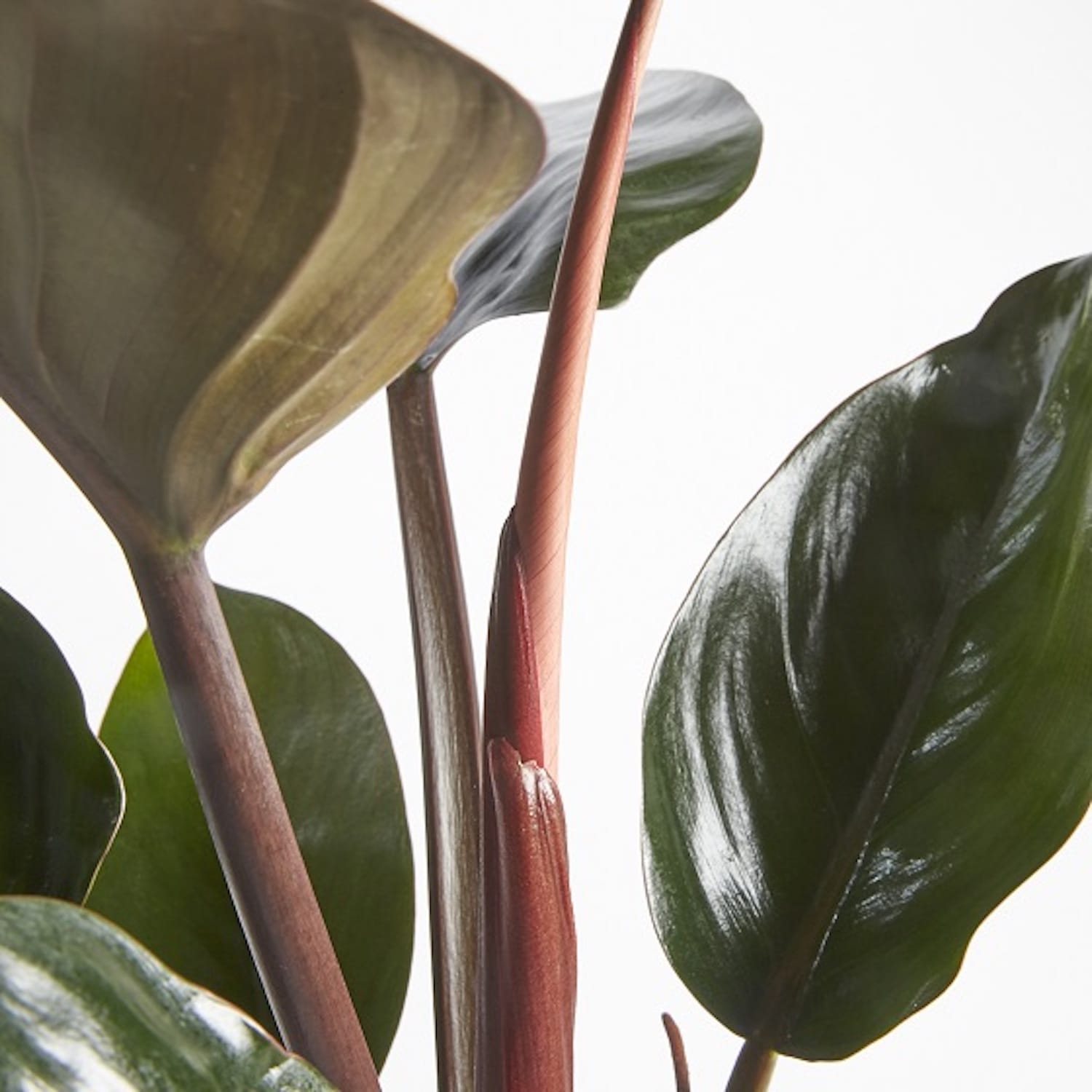 Philodendron Red Congo (Rojo Congo) - exemplare XL