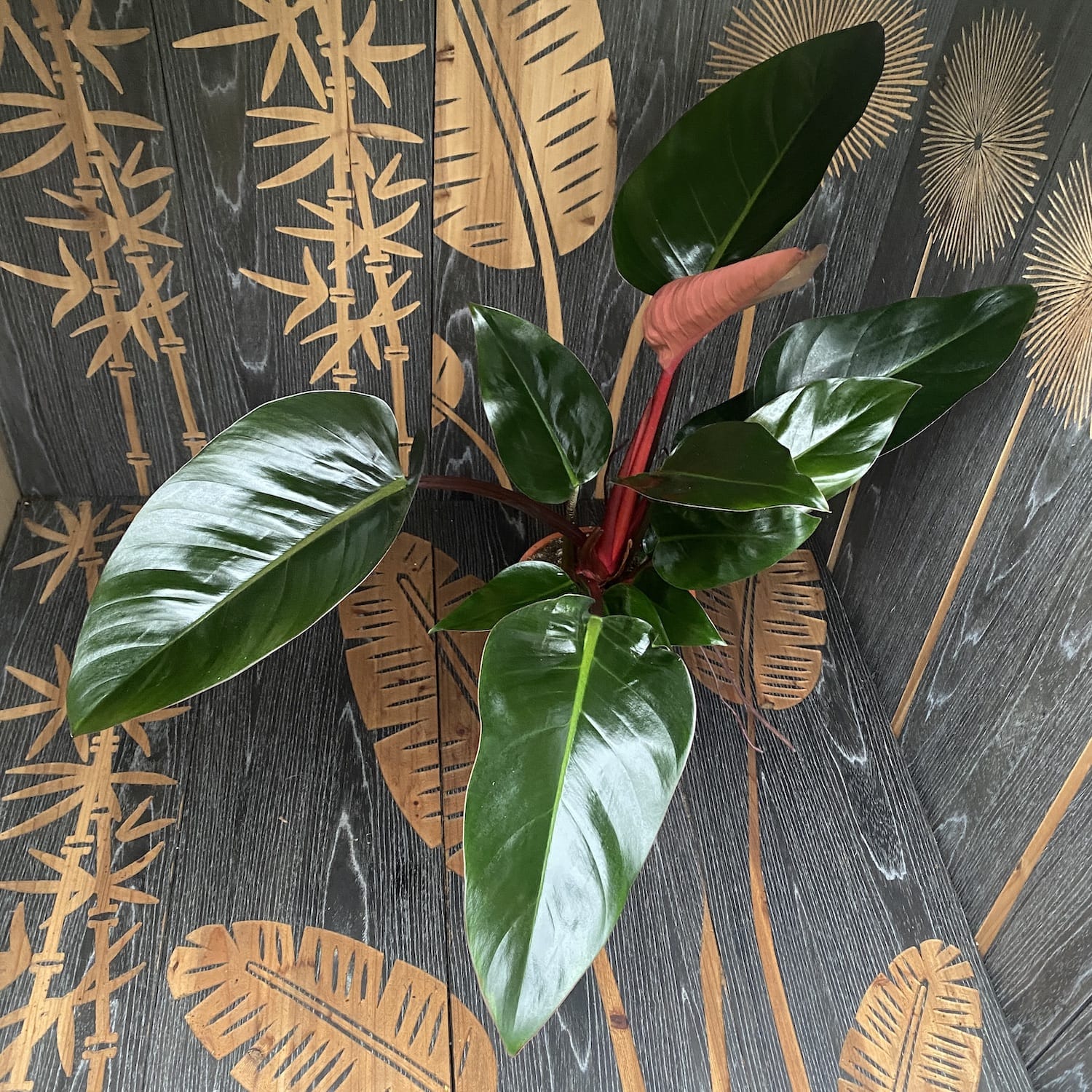 Philodendron Red Congo (Rojo Congo) - exemplare XL