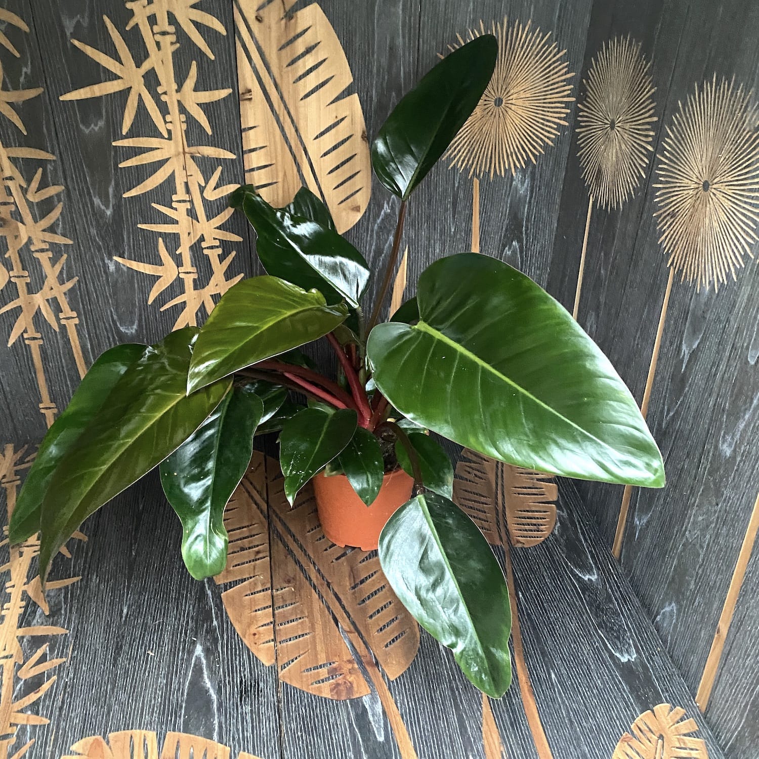 Philodendron Red Congo (Rojo Congo) - exemplare XL