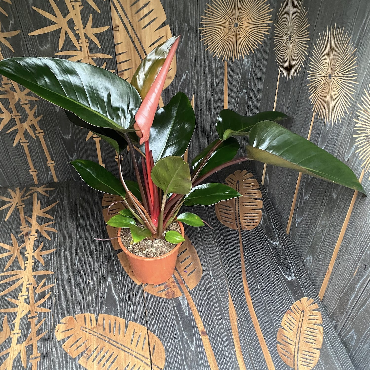 Philodendron Red Congo (Rojo Congo) - exemplare XL