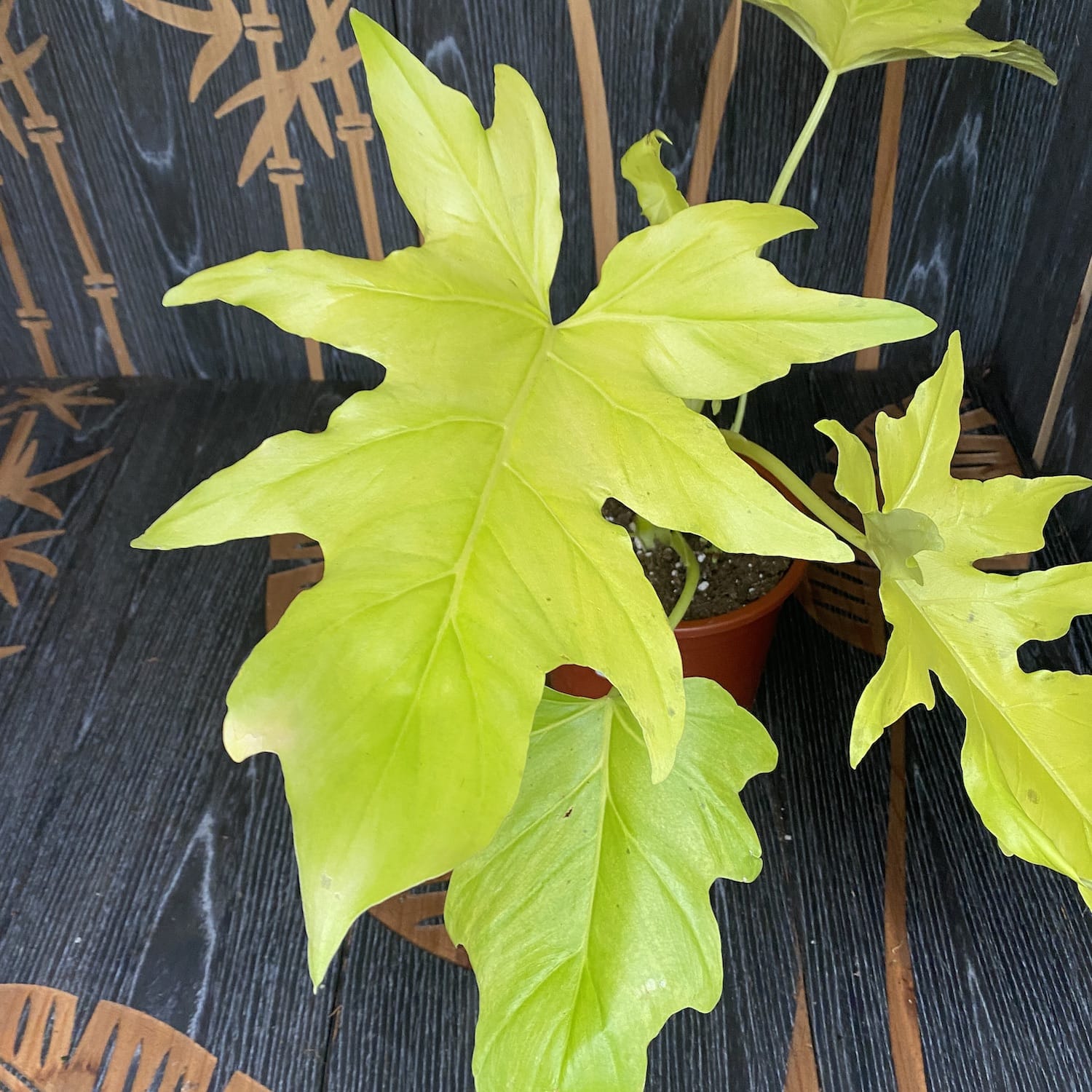 philodendron feuille jaune Philodendron 'Selloum Gold' – Secret Garden Plant Shop