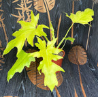 Philodendron 'Selloum Gold'