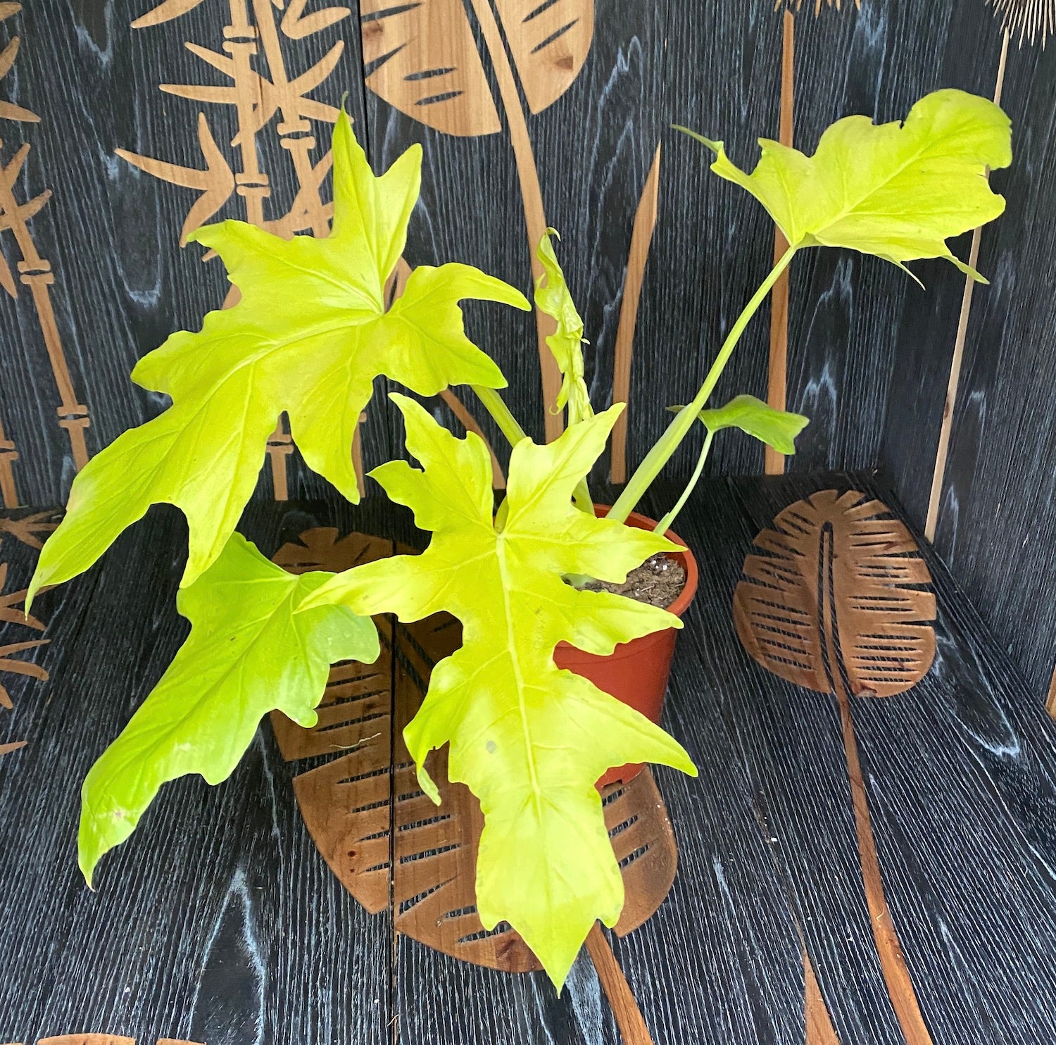 Philodendron 'Selloum Gold'