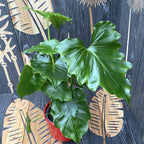 Philodendron Shangri La