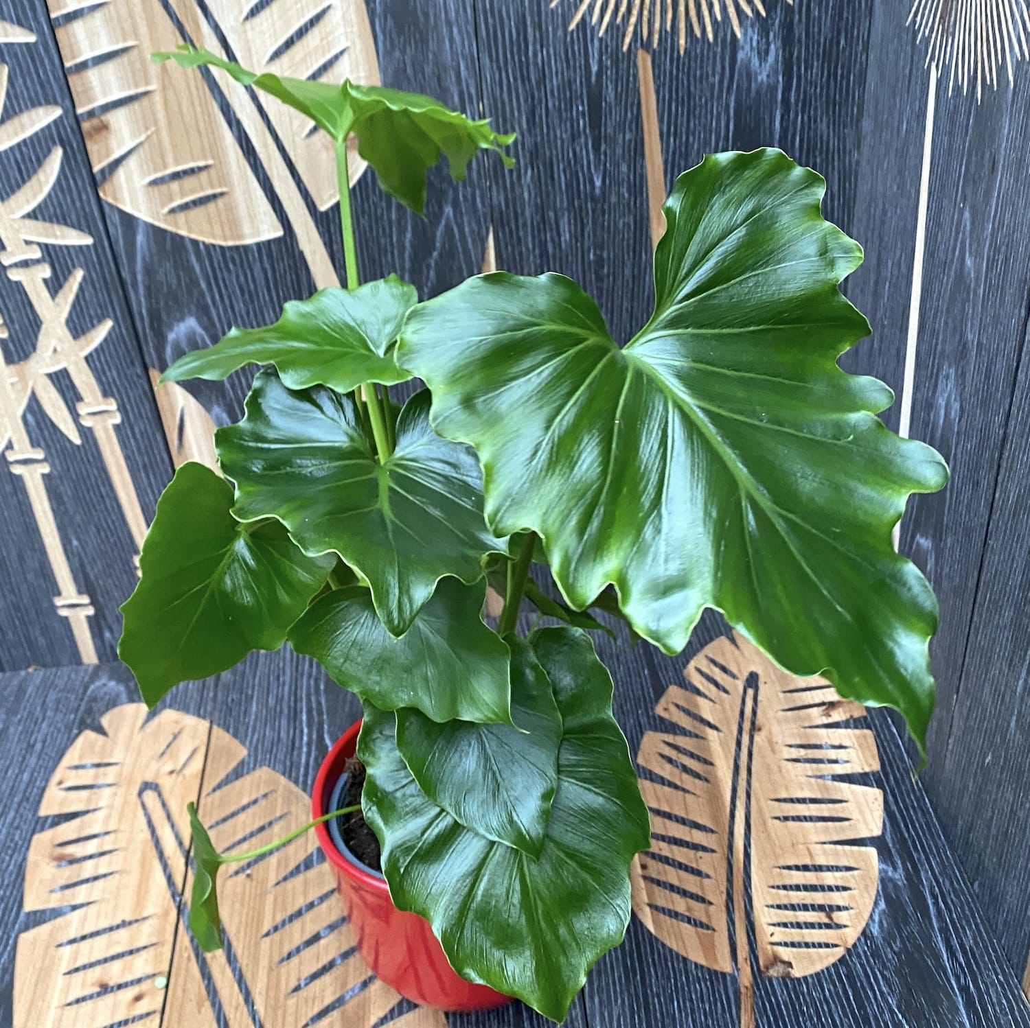Philodendron Shangri La
