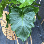 Philodendron Shangri La