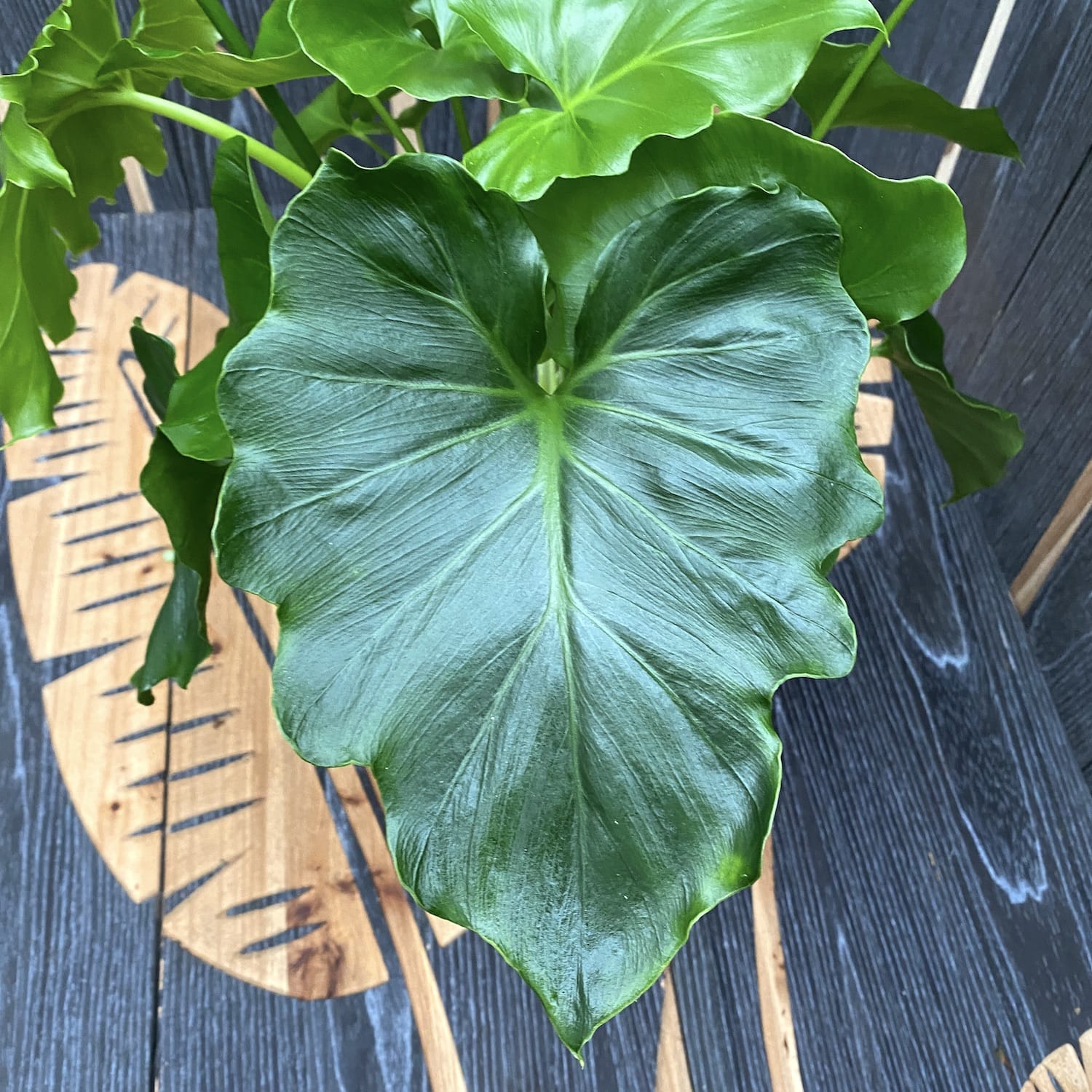 Philodendron Shangri La