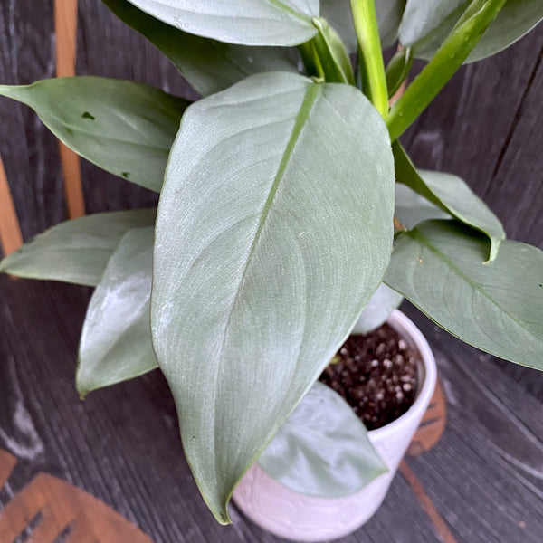 Philodendron 'Silver Dust'