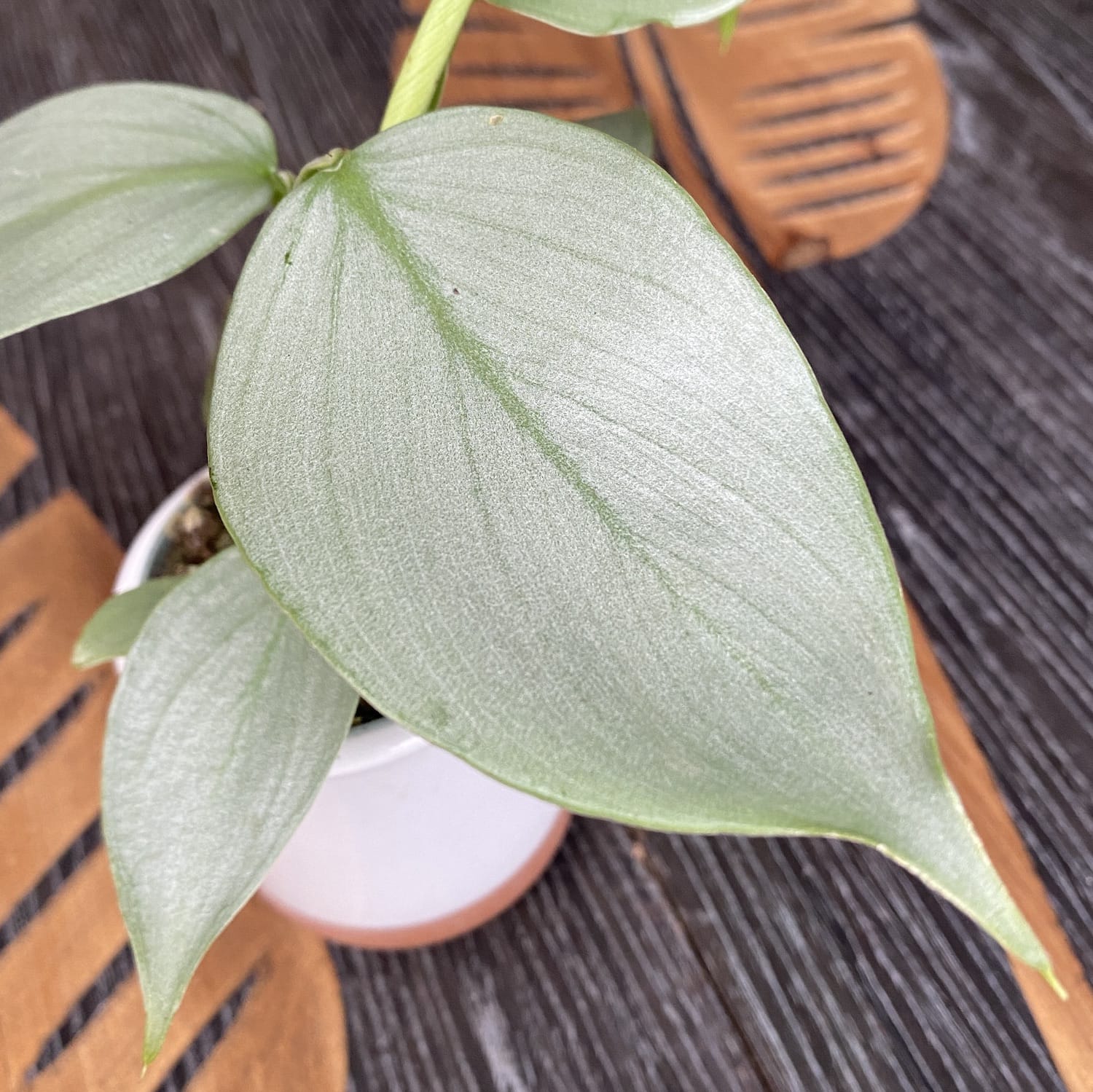philodendron silver dust Philodendron Hastatum 'Silver Dust' *babyplant – Secret Garden Plant Shop