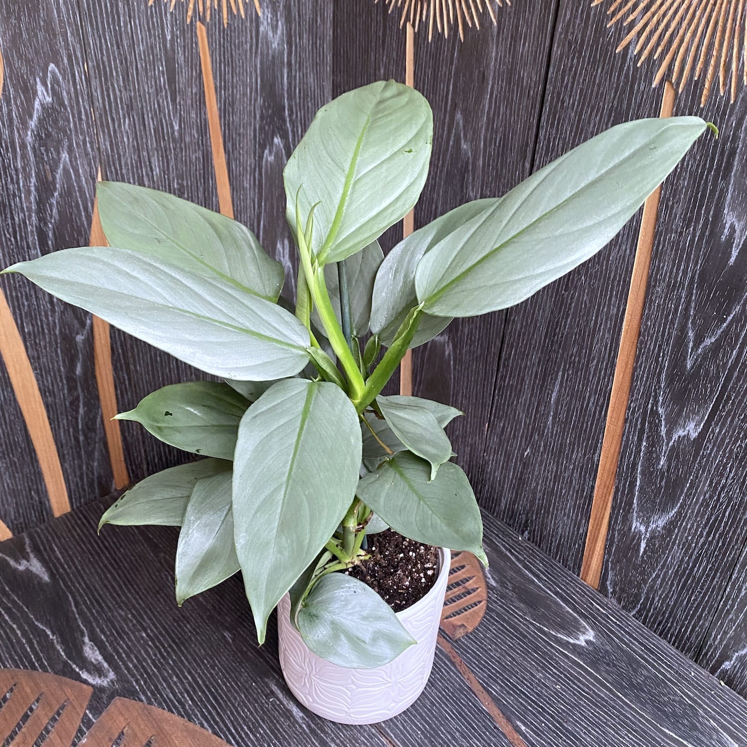 philodendron silver dust vs silver sword Filodendron Silver Dust – Secret Garden Plant Shop