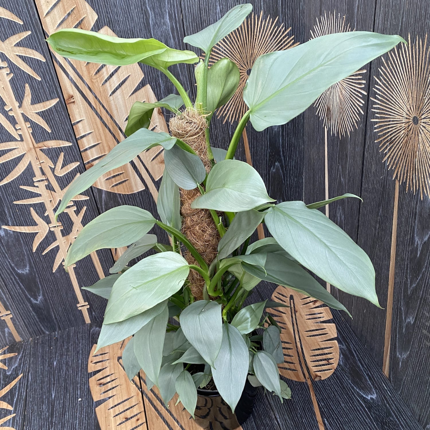 Philodendron Silver Queen (2-3 plante/ghiveci)