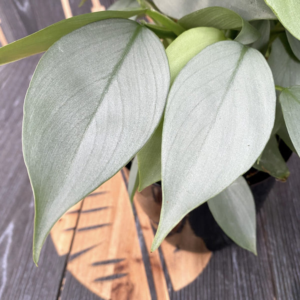Philodendron Silver Queen (2-3 plants/pot)