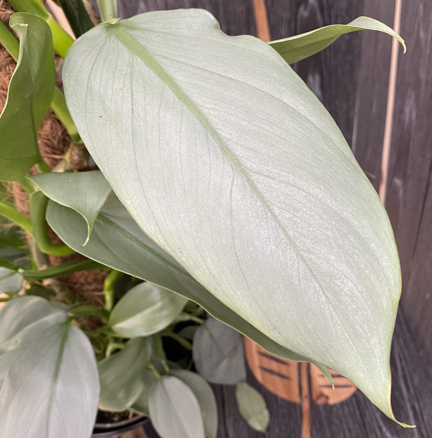 Philodendron Silver Queen (2-3 plante/ghiveci)