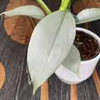 Philodendron strieborný meč (Hastatum)