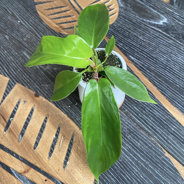 Philodendron squamiferum (Babypflanze)